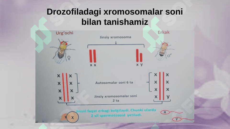 Belgilarning birikkan holda irsiylanishi 3