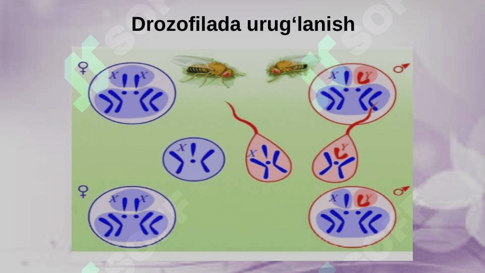 Belgilarning birikkan holda irsiylanishi 4