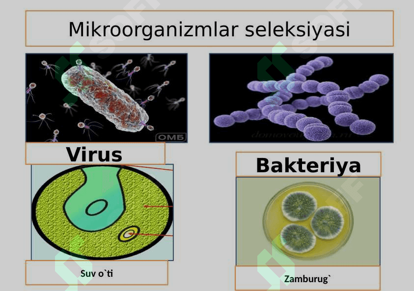 O`simlik va hayvonlar seleksiyasi 2