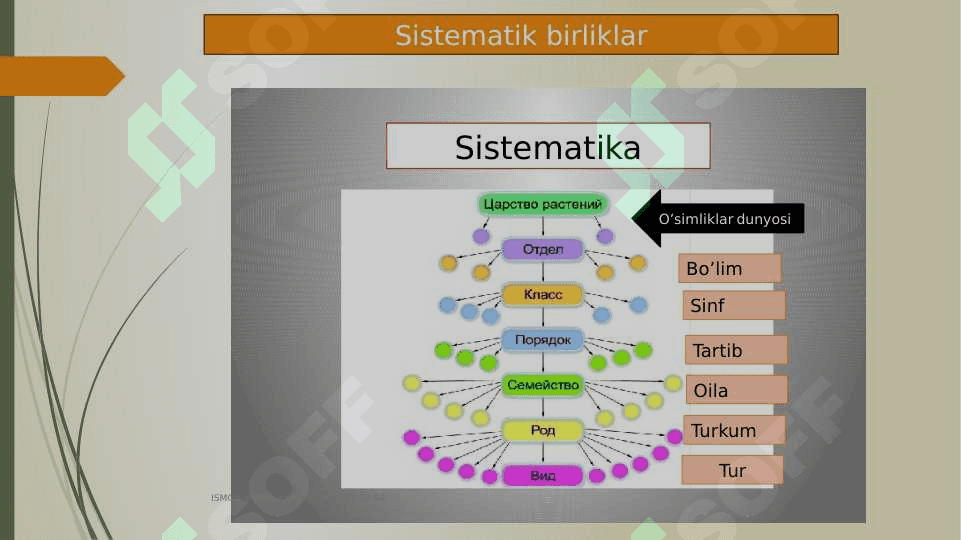 Tirik organizmlar klassifikatsiyasi 3