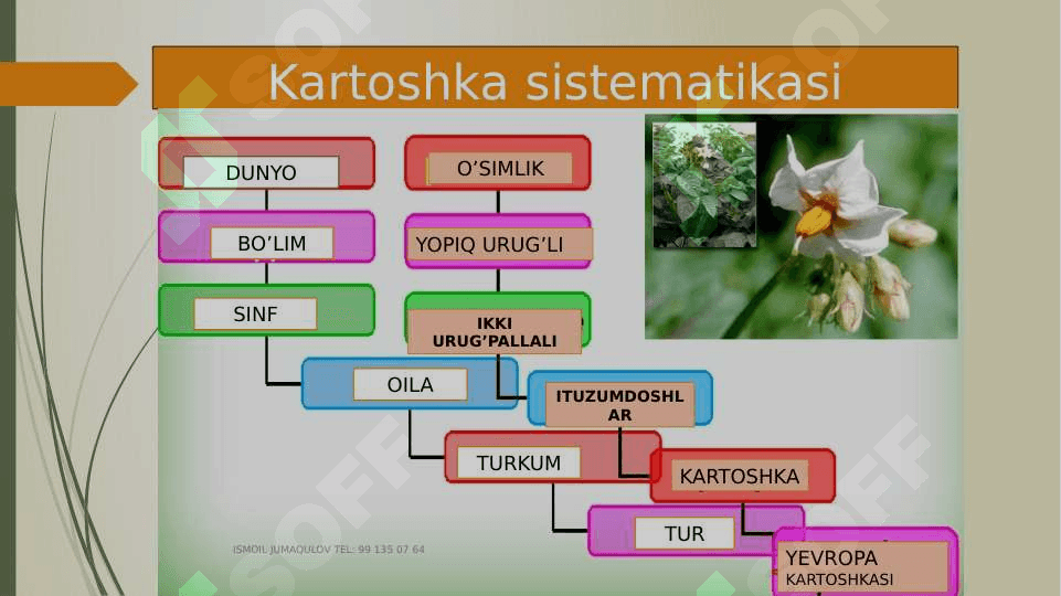 Tirik organizmlar klassifikatsiyasi 4