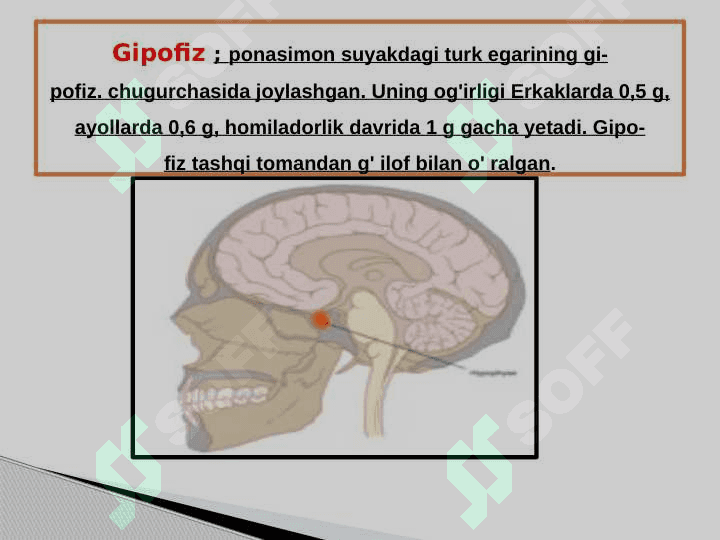 ENDOKIRN TIZIM  ICHI SEKRITSIA BEZLARI TUZLISHI 2