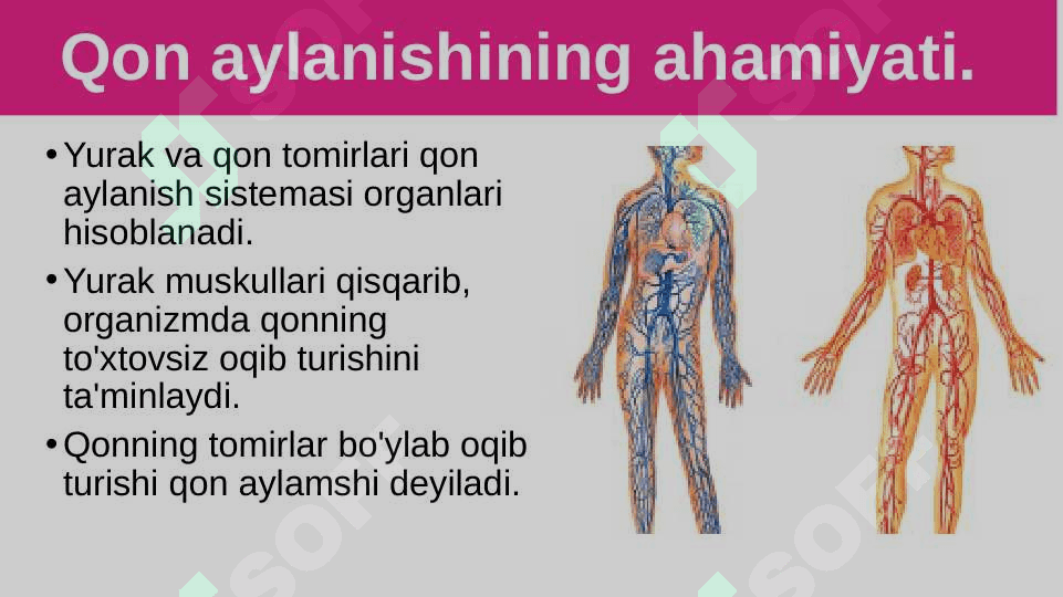 Qon aylanishining ahamiyati, yurakning tuzilishi 2