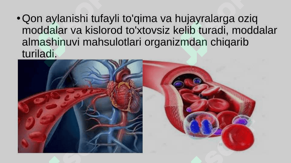 Qon aylanishining ahamiyati, yurakning tuzilishi 3