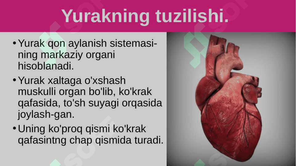 Qon aylanishining ahamiyati, yurakning tuzilishi 4
