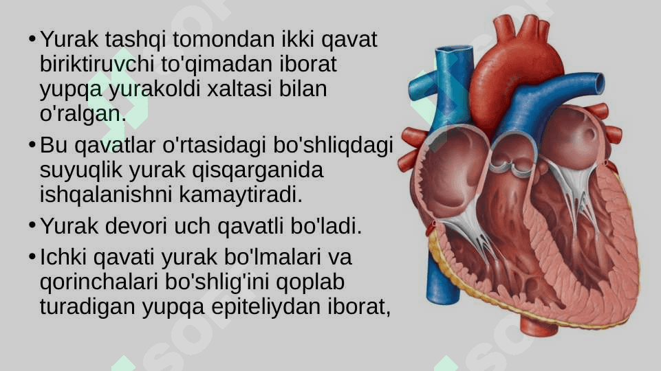 Qon aylanishining ahamiyati, yurakning tuzilishi 7