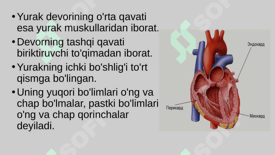Qon aylanishining ahamiyati, yurakning tuzilishi 8