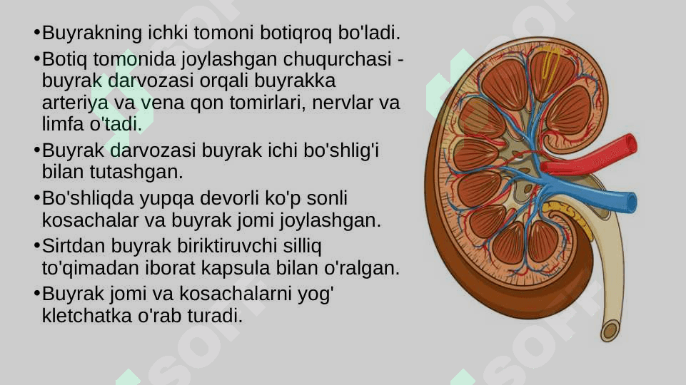 Siydik ayrish organlarining tuzilishi 6
