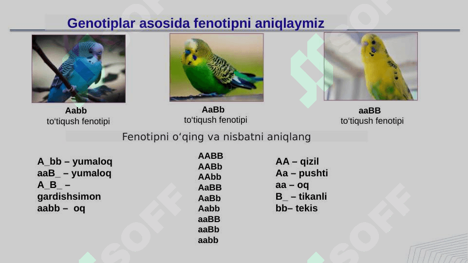 Jins genetikasi 2