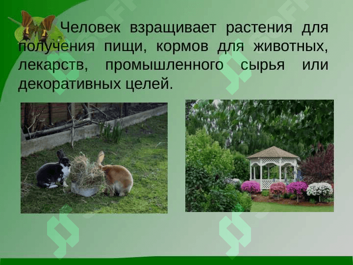 Культурные растения 3