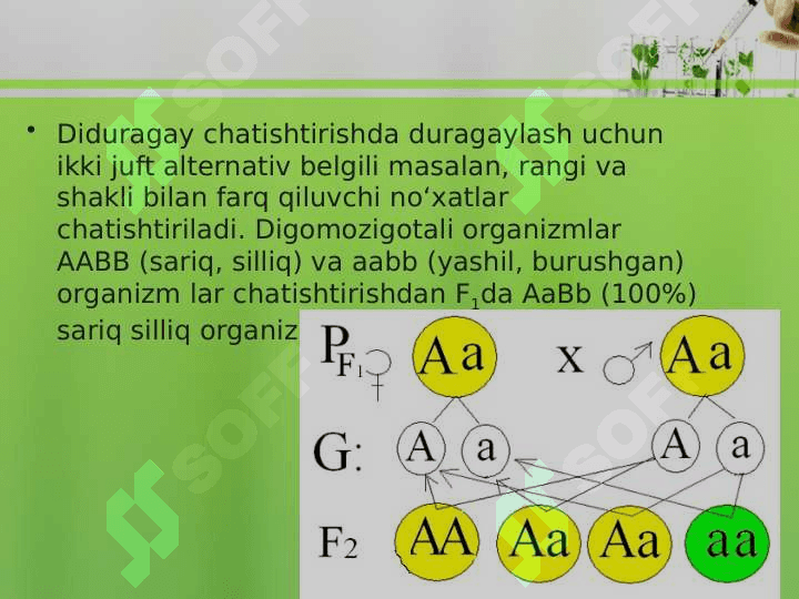 Diduragay va poliduragay chatishtirish. G.Mendelning uchunchi qonuni 2