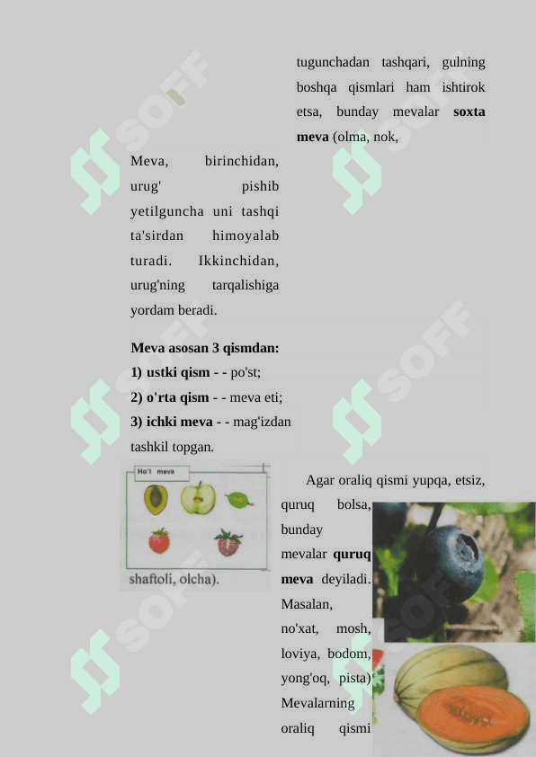 Biologiya bir soatlik dars ishlanma Mevalar 4