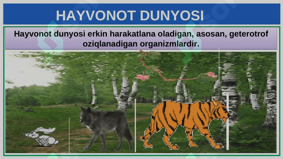 HAYVONOT DUNYOSI 2