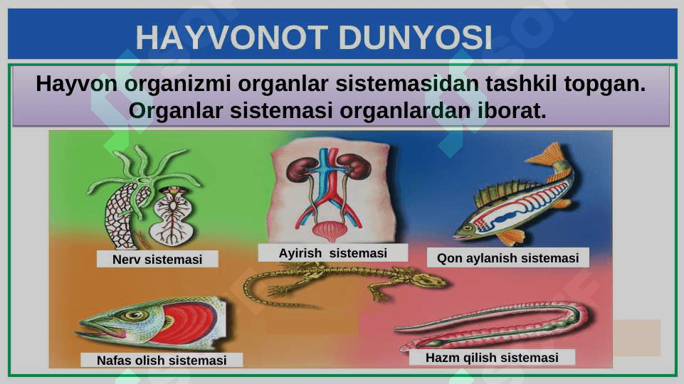 HAYVONOT DUNYOSI 6