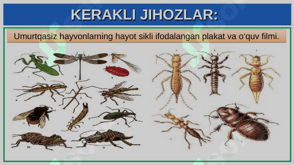 SUVARAK VA ASALARINING HAYOT SIKLINI O‘RGANISH 2