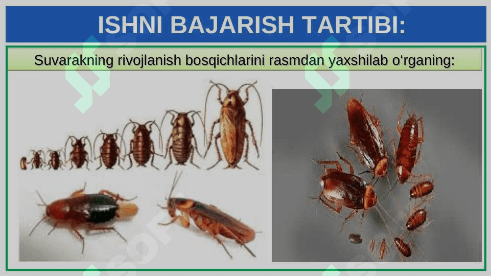 SUVARAK VA ASALARINING HAYOT SIKLINI O‘RGANISH 3