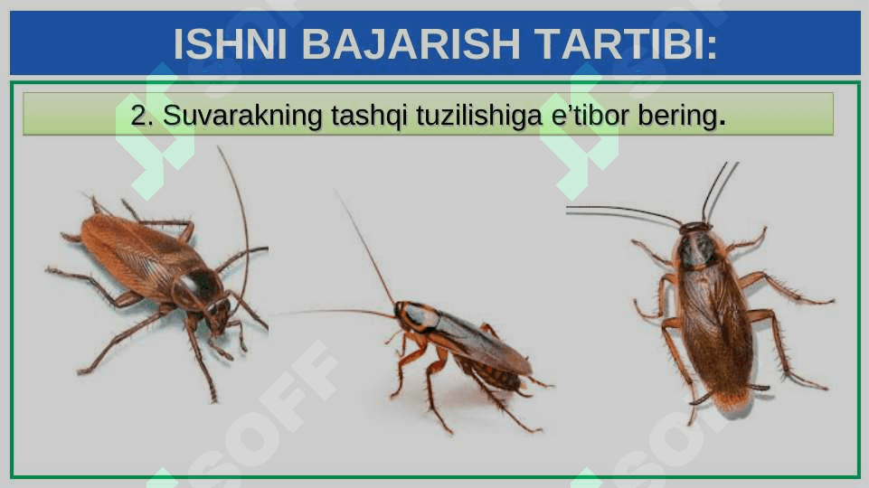 SUVARAK VA ASALARINING HAYOT SIKLINI O‘RGANISH 4