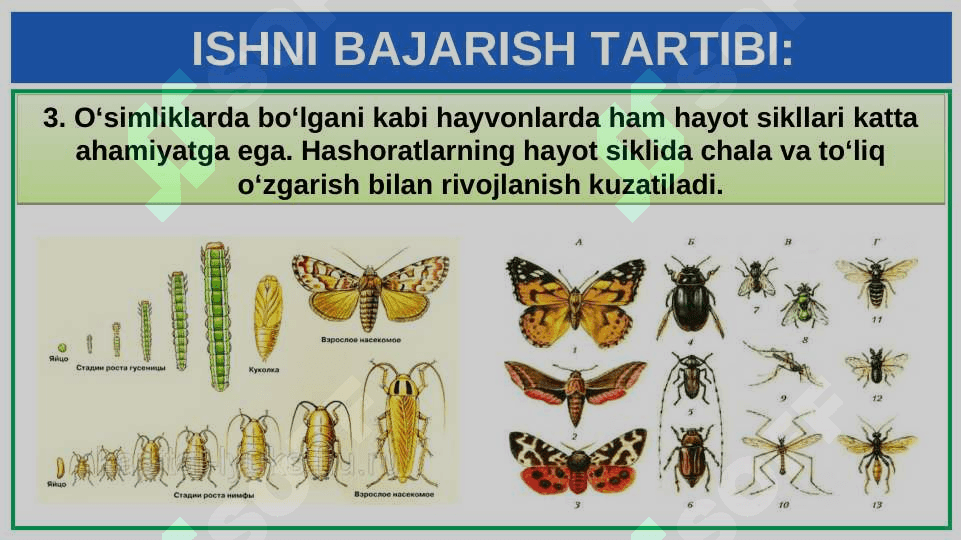 SUVARAK VA ASALARINING HAYOT SIKLINI O‘RGANISH 5