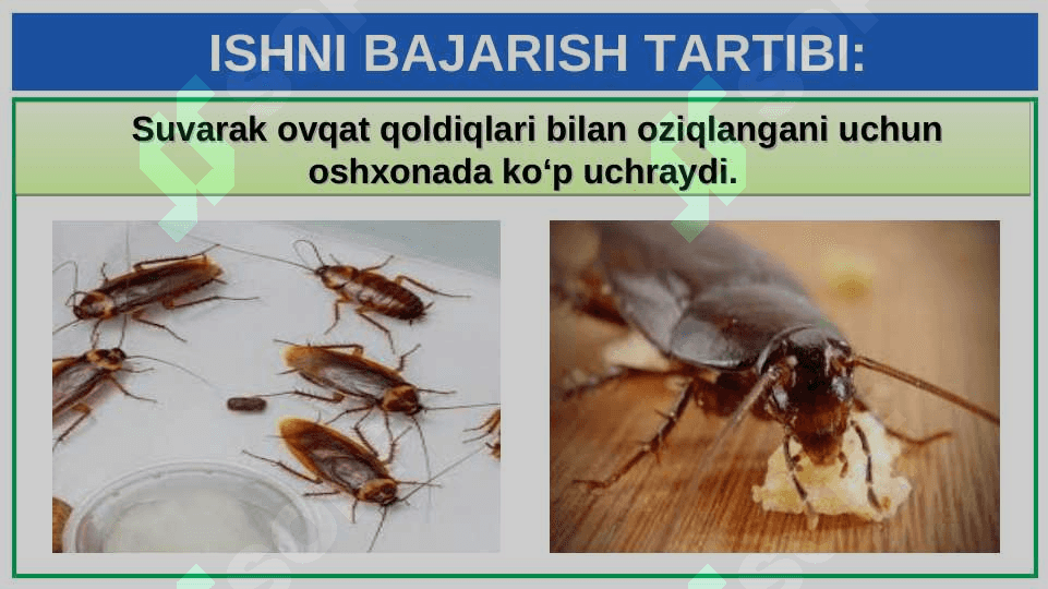 SUVARAK VA ASALARINING HAYOT SIKLINI O‘RGANISH 7