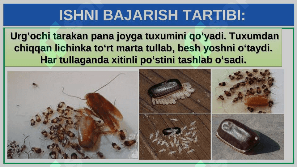 SUVARAK VA ASALARINING HAYOT SIKLINI O‘RGANISH 8