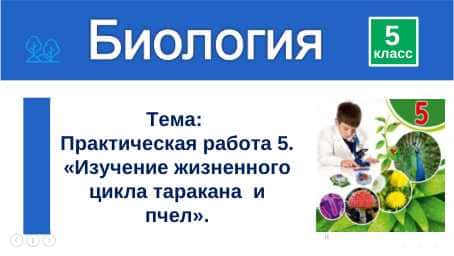 Изучение жизненного цикла таракана  и пчел
