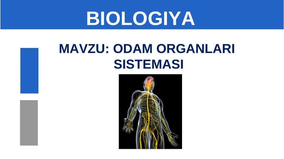 ODAM ORGANLARI  SISTEMASI