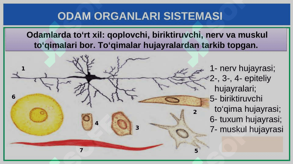 ODAM ORGANLARI  SISTEMASI 2