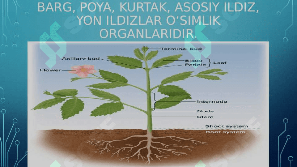 TIRIK ORGANIZMLARNING TUZILISHI 8