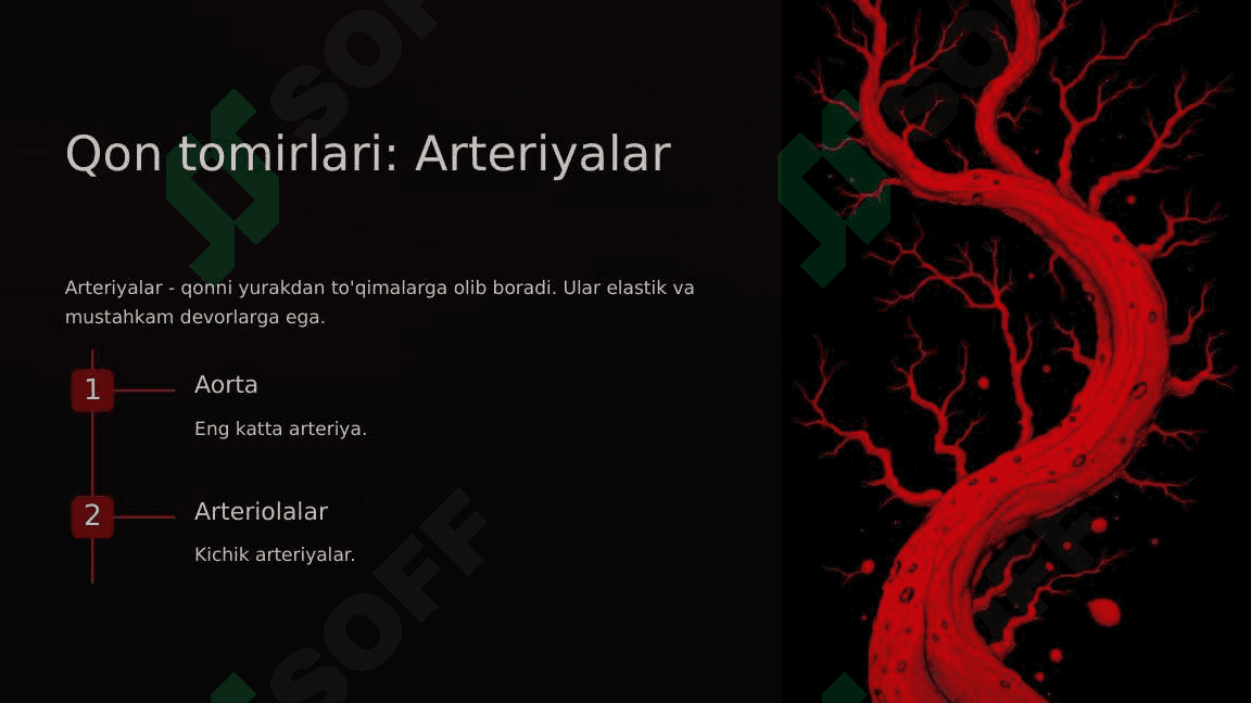 Qon aylanishi tizimi 7