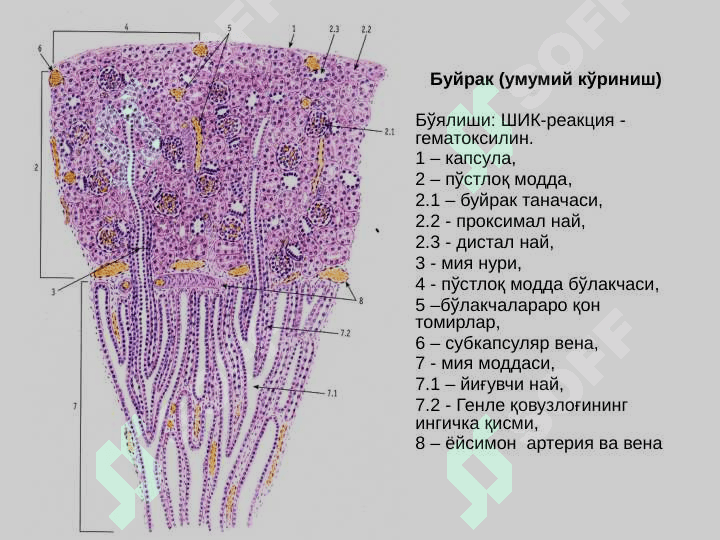 Сийдик айирув системаси 2