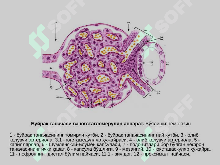 Сийдик айирув системаси 3