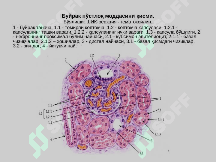 Сийдик айирув системаси 4