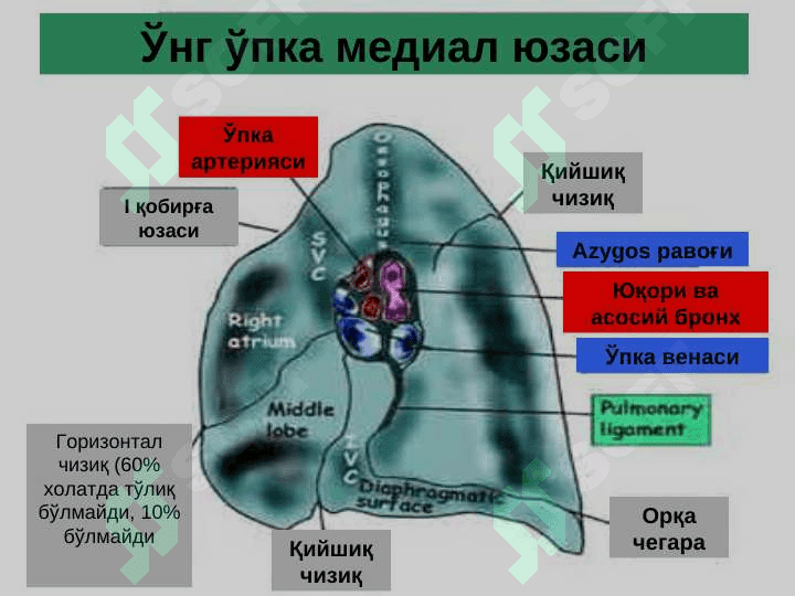 O`pkaning surunkali nospesifik yiringli kasalliklari 2