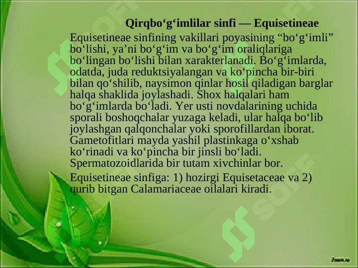 Qirqbo‘g‘imlilar — Equisetineae bo‘limi 3
