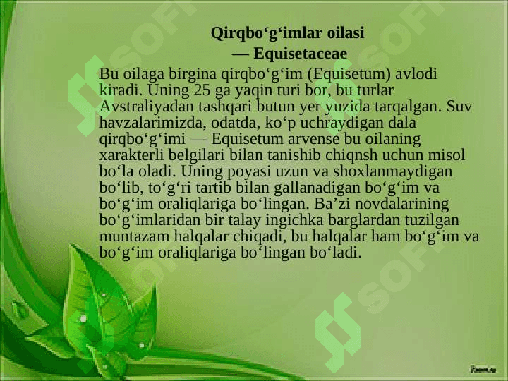 Qirqbo‘g‘imlilar — Equisetineae bo‘limi 4
