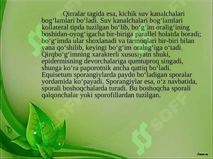 Qirqbo‘g‘imlilar — Equisetineae bo‘limi 7