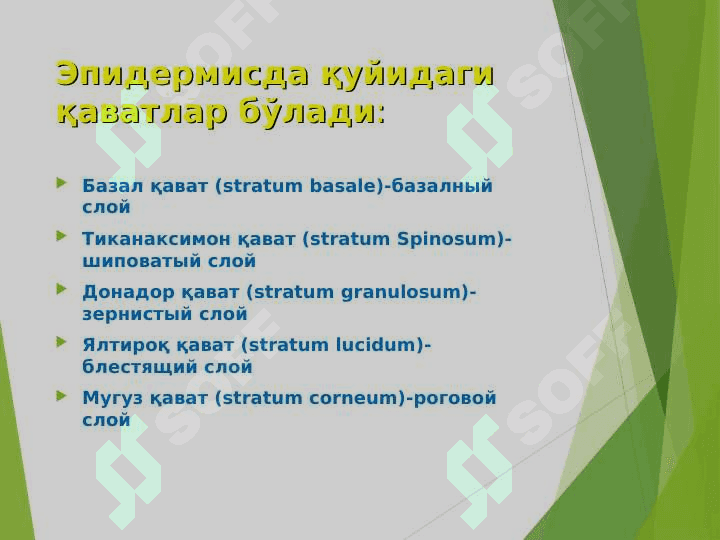 Terining tuzilishi , morfologik elementlari . Терининг тузилиши , морфологик элементлари 6