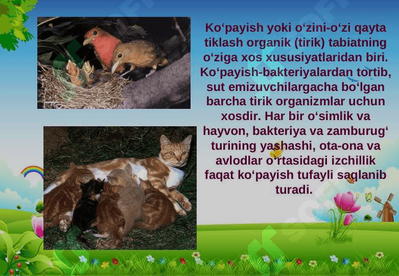 Tirik organizmlarning ko‘payish xillari 3