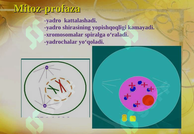 Tirik organizmlarning ko‘payish xillari 5