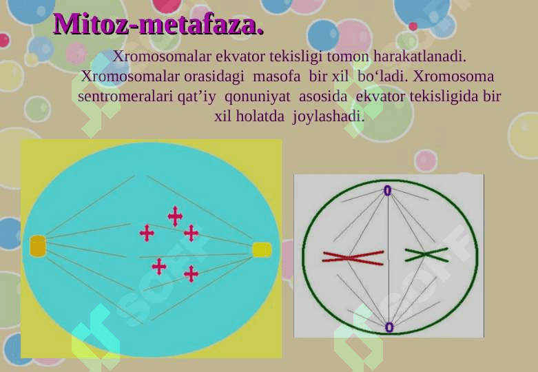 Tirik organizmlarning ko‘payish xillari 6