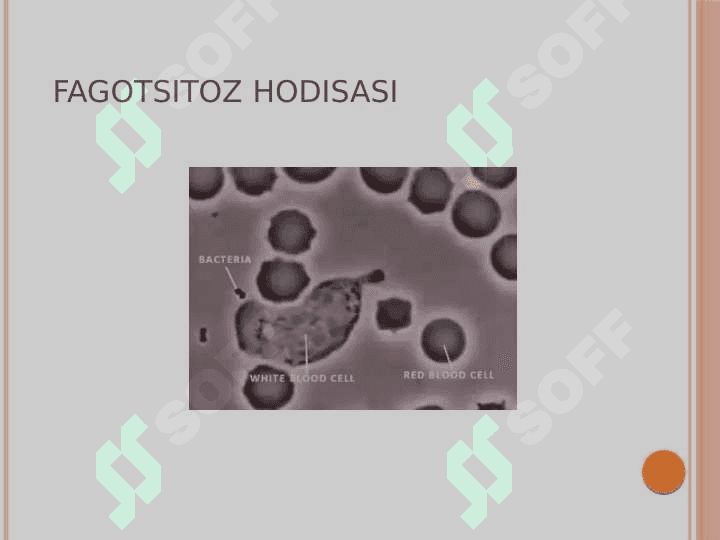 Leykopoezga dorilar slayd 4
