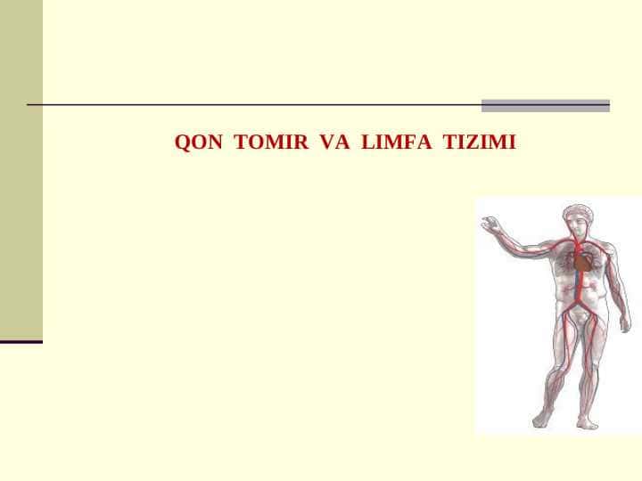 QON  TOMIR  VA  LIMFA  TIZIMI
