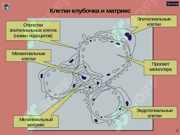 Glomerulonefritlar va Pielonefritlar 3