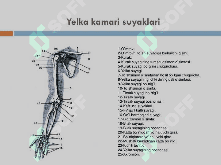 Qo'l va oyoq suyaklari 6