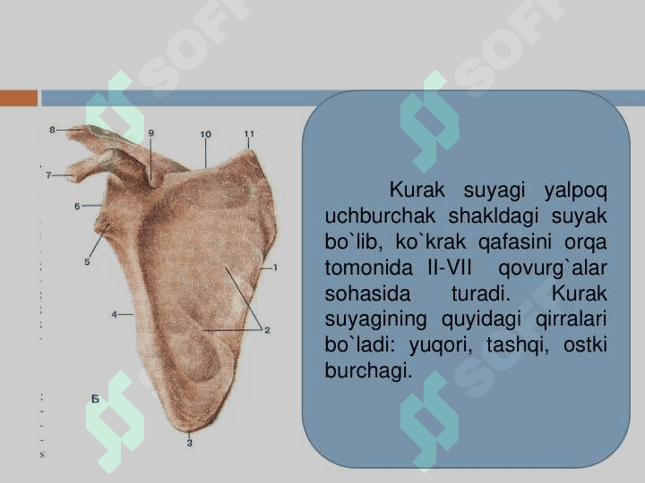 Qo'l va oyoq suyaklari 8