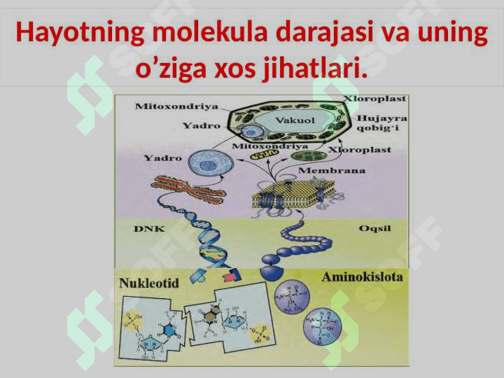 “Tirik organizmlarning kimyoviy tarkibi va uning doimiyligi” 3