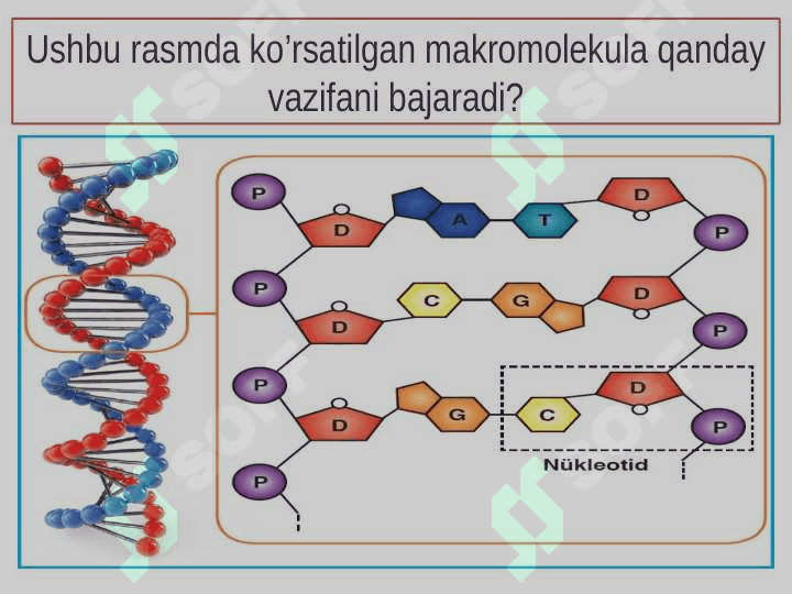 “Tirik organizmlarning kimyoviy tarkibi va uning doimiyligi” 8