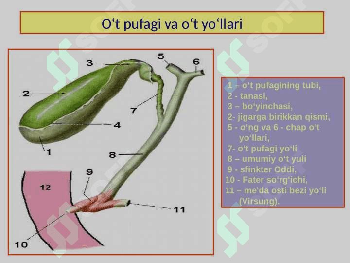 Surunkali xoletsistit. Klinikasi, diagnostikasi, davolash usullari 4