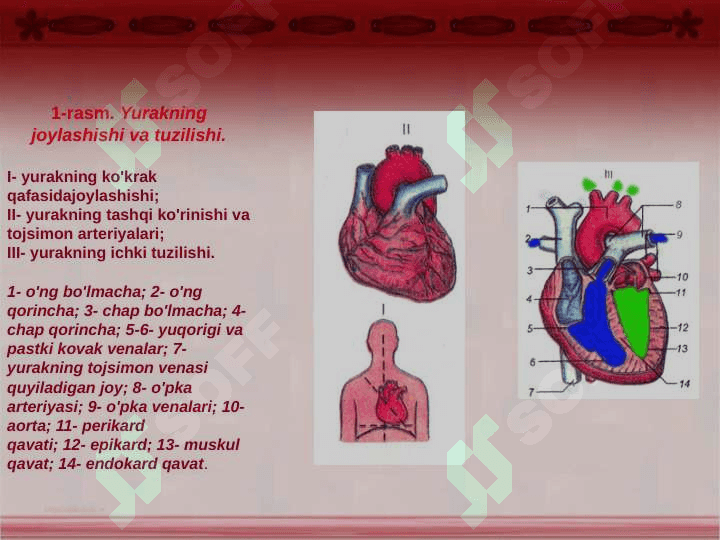 Qon aylanish sestimasi 3