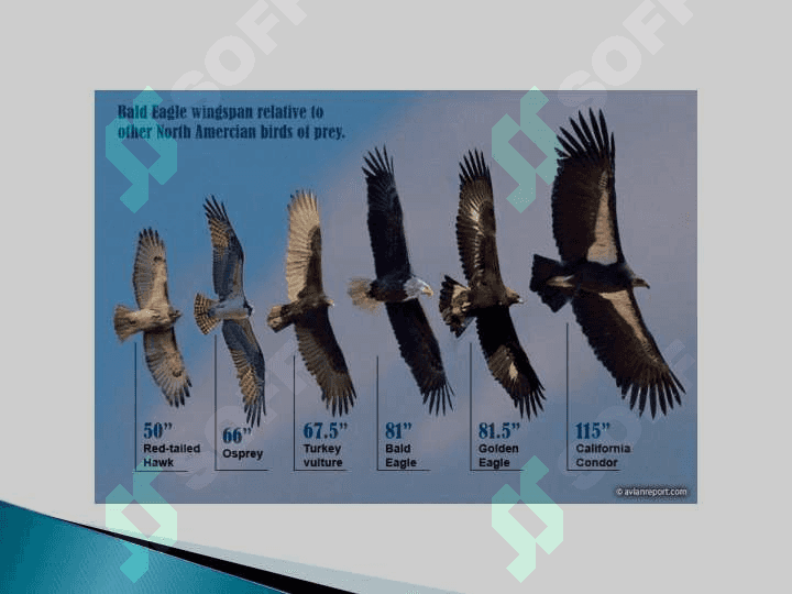 BURGUT GOLDEN EAGLE 6